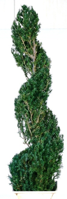 Preserved Classic Spiral Topiary 40 inch in Juniper Foliage